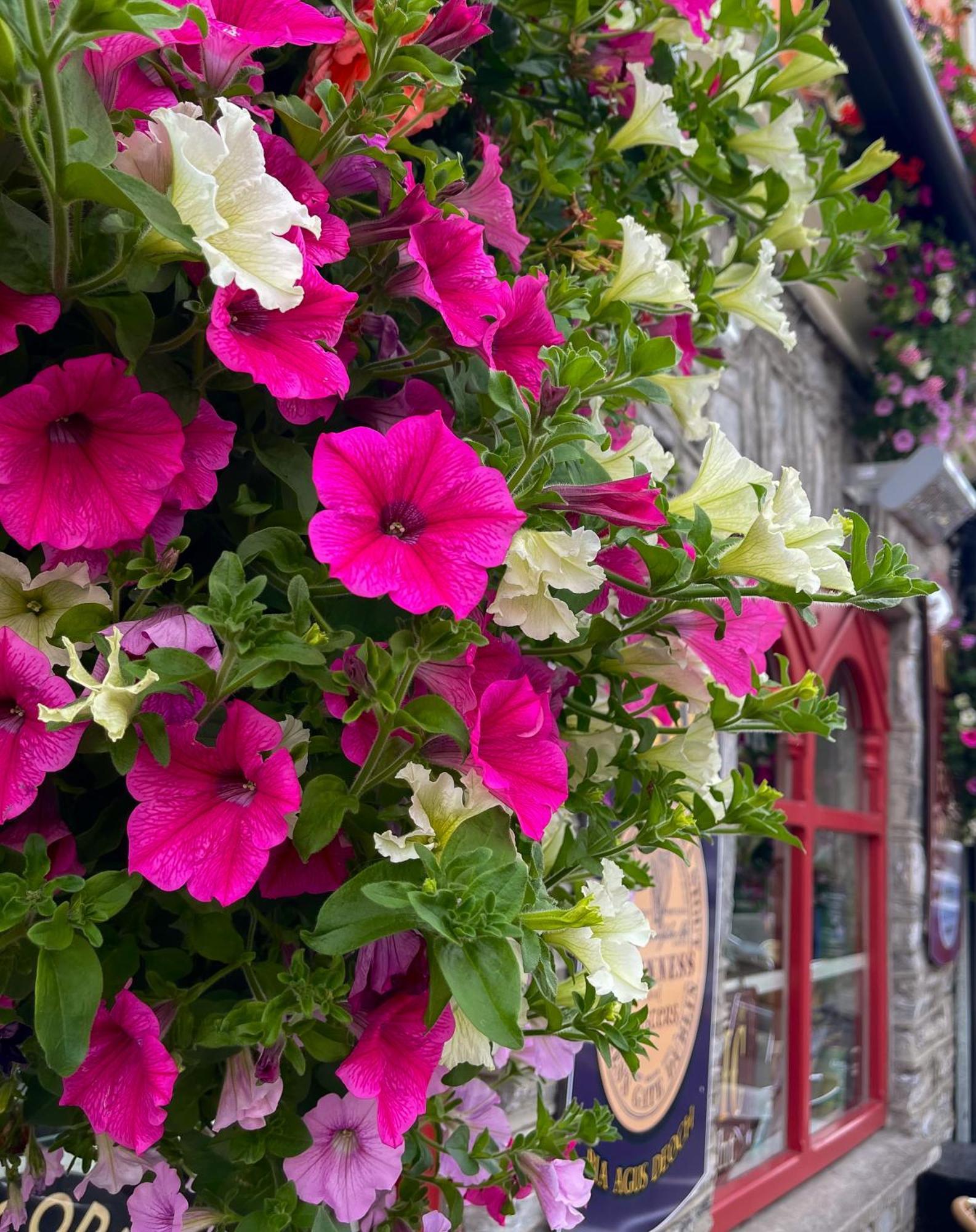 Foleys Ardmullen Townhouses Kenmare Zewnętrze zdjęcie